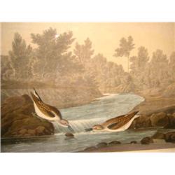 A PRINT, JOHN J. AUDUBON, LITTLE SANDPIPER