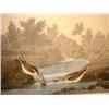 Image 1 : A PRINT, JOHN J. AUDUBON, LITTLE SANDPIPER