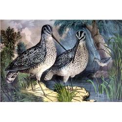 TWO EUROPEAN BIRD PRINTS