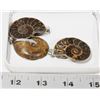 Image 1 : GROUP OF 3 SHELL FOSSIL STYLE PENDANTS