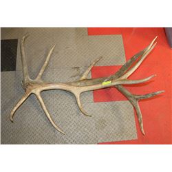 SET OF ELK ANTLER SHEDS.