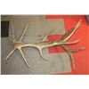 Image 1 : SET OF ELK ANTLER SHEDS.