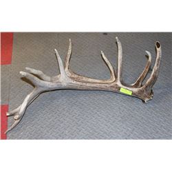 SET OF ELK ANTLER SHEDS.