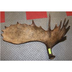 MOOSE ANTLER SHED.