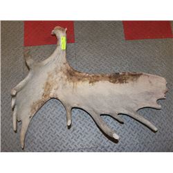 MOOSE ANTLER SHED.