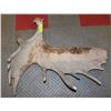 Image 1 : MOOSE ANTLER SHED.