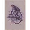 Image 1 : Decorative 19th Century Monkey Print CERCOPITHECUS