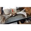 Image 1 : SMALL MOOSE ANTLERS