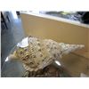 Image 2 : LARGE SEASHELL