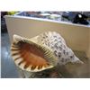 Image 3 : LARGE SEASHELL