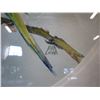 Image 2 : OUT ON A LIMB WATERCOLOR BY LAURA ARMBRUSTER RETAIL $500