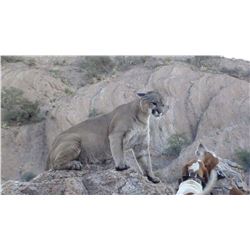 Arizona Commission Mountain Lion Hunt