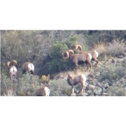 Arizona Commission Rocky Mountain Bighorn Sheep