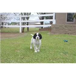 8 Week Old English Setter Puppy