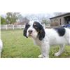 Image 3 : 8 Week Old English Setter Puppy