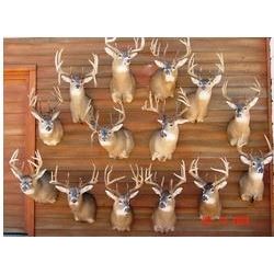 Kansas Whitetail Hunt