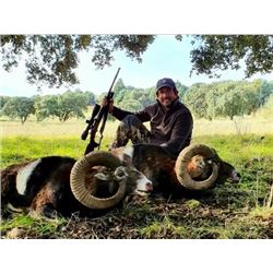 Iberian Mouflon Hunt in Spain