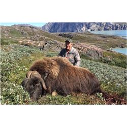 Greenland Archery Muskox Hunt