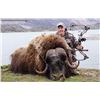Image 2 : Greenland Archery Muskox Hunt