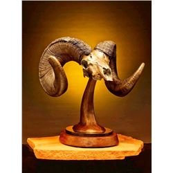 Desert Bighorn Ram World Record Bronze, 1 of 1