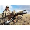 Image 6 : New Mexico Trophy Pronghorn hunt for 1