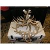 Image 1 : Texas Whitetail Antler Chandelier