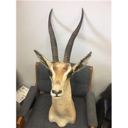 Grants Gazelle Shoulder Mount