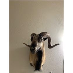 Corsican Ram Shoulder Mount
