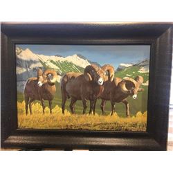 Giclee Montana Rams