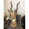 Image 1 : Lesser Kudu Shoulder Mount