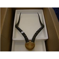 Impala Horns Mounts