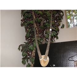 Gemsbuck Horns Mount