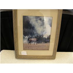 Framed Picture - Elk in Yellowstone