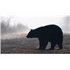 Image 1 : New Brunswick, Canada - 1 Hunter for 5-Day Hunt for Black Bear