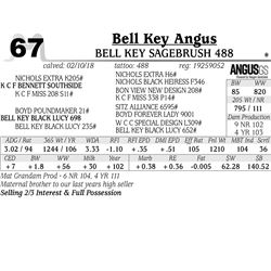 Bell Key Sagebrush 488