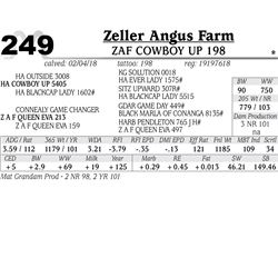 ZAF Cowboy Up 198