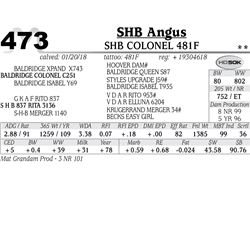 SHB Colonel 481F