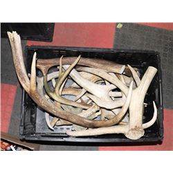 PLASTIC CRATE W/ ANTLER SHEDS.
