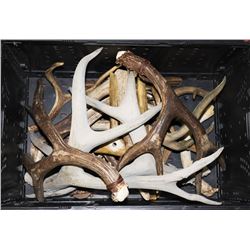PLASTIC CRATE W/ ANTLER SHEDS.