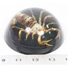 Image 1 : SCORPION PAPER WEIGHT