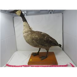 STUFFED & MOUNTED GOOSE