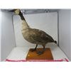 Image 1 : STUFFED & MOUNTED GOOSE