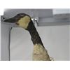 Image 2 : STUFFED & MOUNTED GOOSE