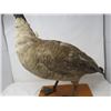 Image 3 : STUFFED & MOUNTED GOOSE