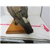 Image 5 : STUFFED & MOUNTED GOOSE