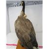 Image 6 : STUFFED & MOUNTED GOOSE