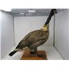 Image 7 : STUFFED & MOUNTED GOOSE