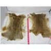 Image 1 : LOT OF 2 RABBIT PELTS (BROWN)