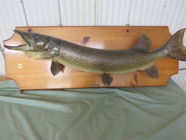 WALL MOUNT (NORTHERN PIKE) *PLAQUE 42” LONG* - Schmalz Auctions