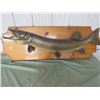 Image 1 : WALL MOUNT (NORTHERN PIKE) *PLAQUE 42” LONG*